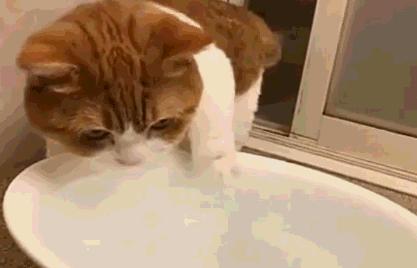 貓咪鼻子濕漉漉的正常嗎 貓鼻子濕潤很涼怎麼回事