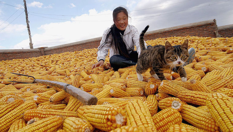貓咪可以吃玉米嗎 寵物貓可以吃煮熟的玉米嗎