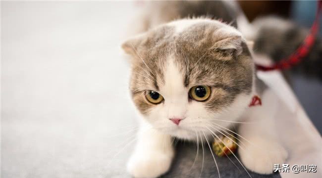貓咪耳朵發熱正常嗎 寵物貓耳朵燙是什麼原因