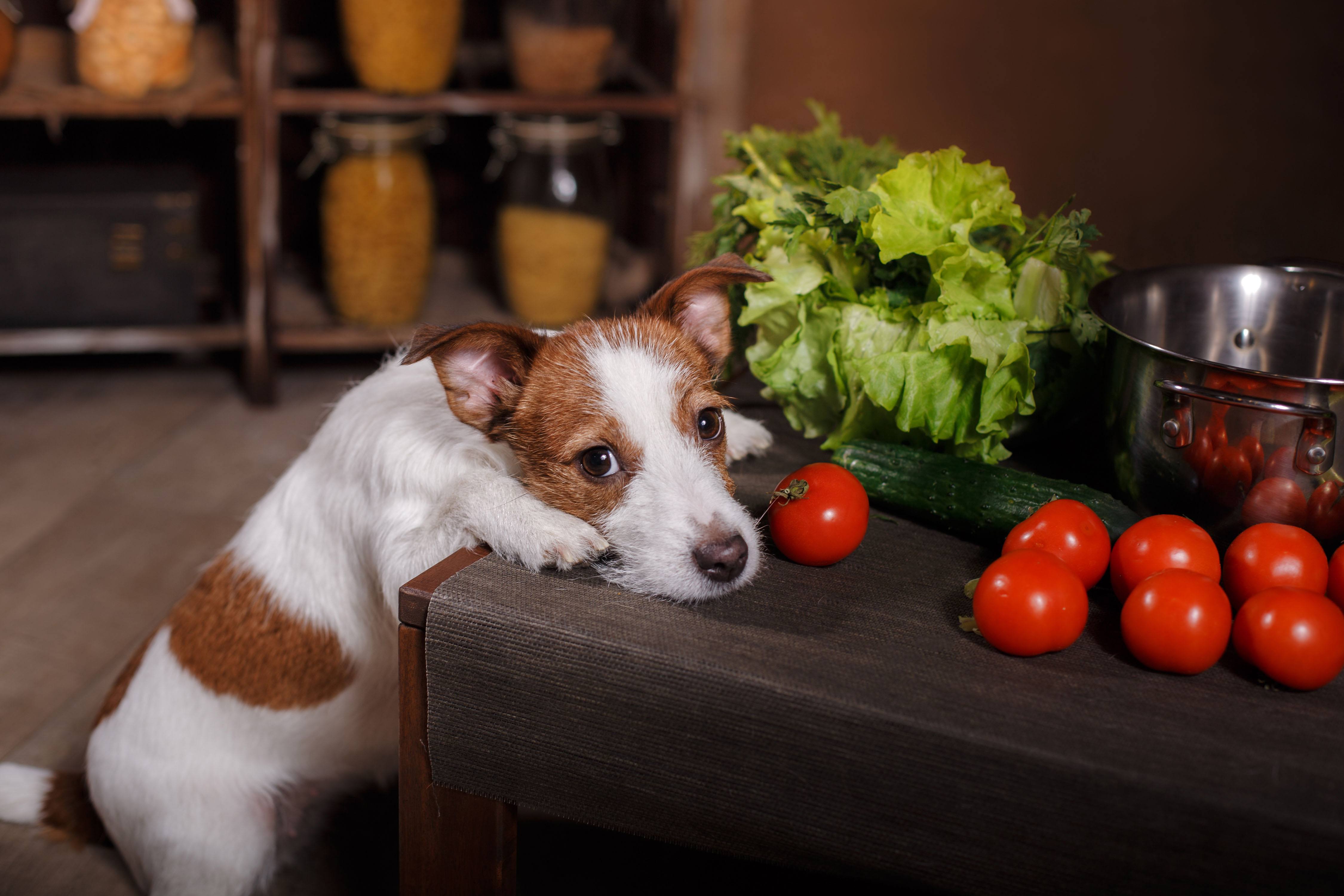 狗狗能吃西紅柿嗎 幼犬可以吃西紅柿的好處
