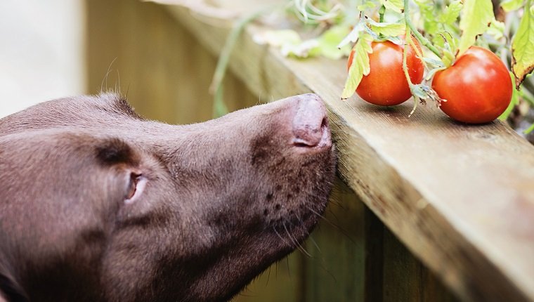 狗狗能吃西紅柿嗎 幼犬可以吃西紅柿的好處