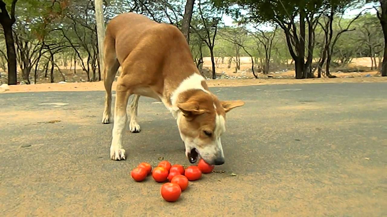 狗狗能吃西紅柿嗎 幼犬可以吃西紅柿的好處