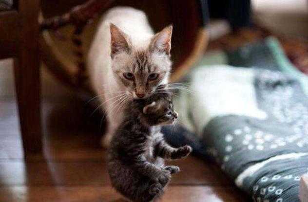 貓媽媽為什麼要把小貓到處叼 貓媽媽叼小貓挪窩的原因