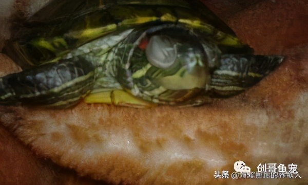 烏龜白眼病初期圖片 烏龜白眼病嚴重最簡單治療方法