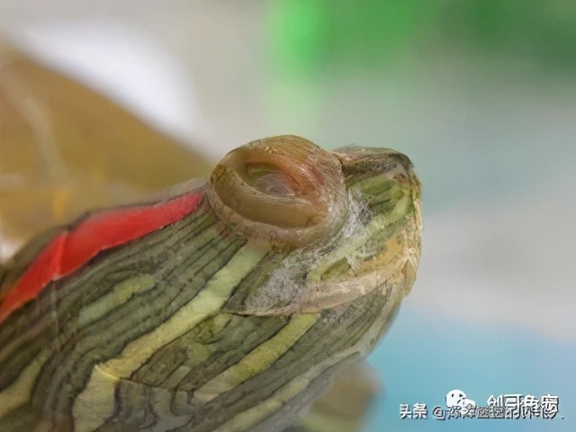 烏龜白眼病初期圖片 烏龜白眼病嚴重最簡單治療方法