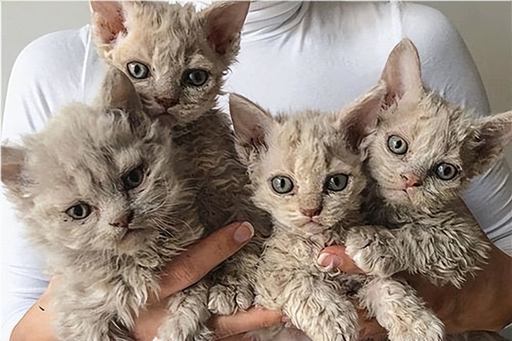 塞爾凱克貓怎麼繁育出來的 塞爾凱克卷毛貓品相標準簡介