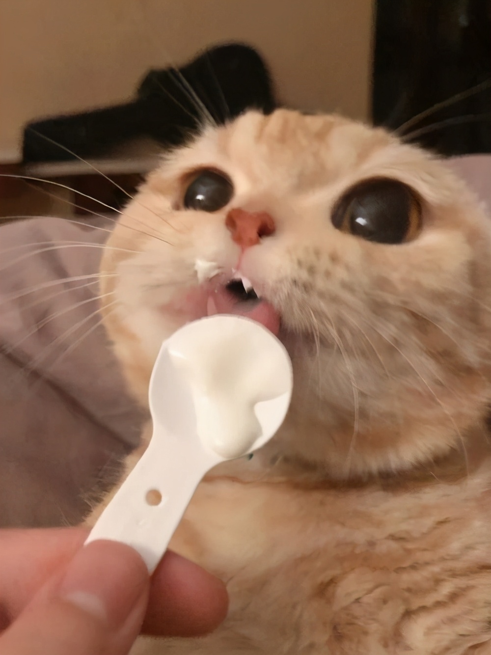 貓可以喝酸奶嗎 寵物貓喝酸奶安慕希會怎麼樣