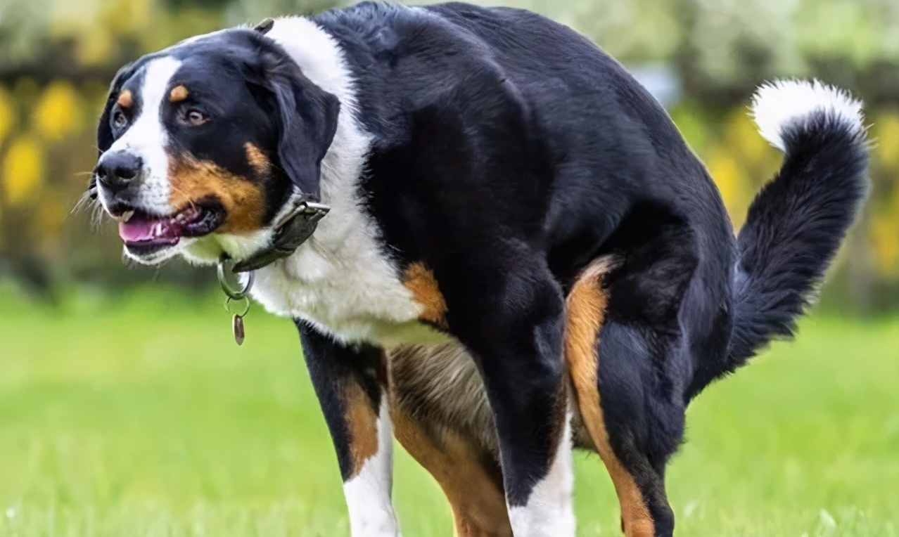 狗狗便秘拉不出來怎麼辦 幼犬便秘嚴重有什麼辦法