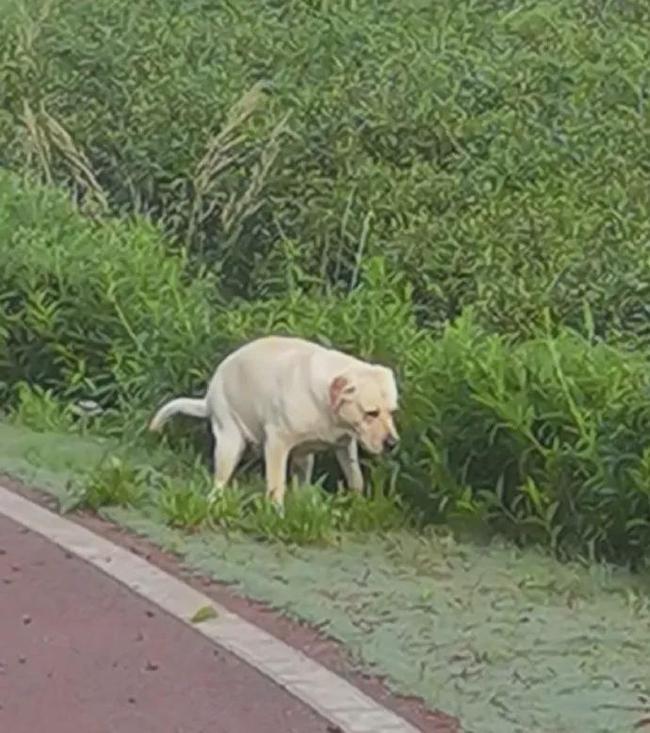 狗狗便秘拉不出來怎麼辦 幼犬便秘嚴重有什麼辦法