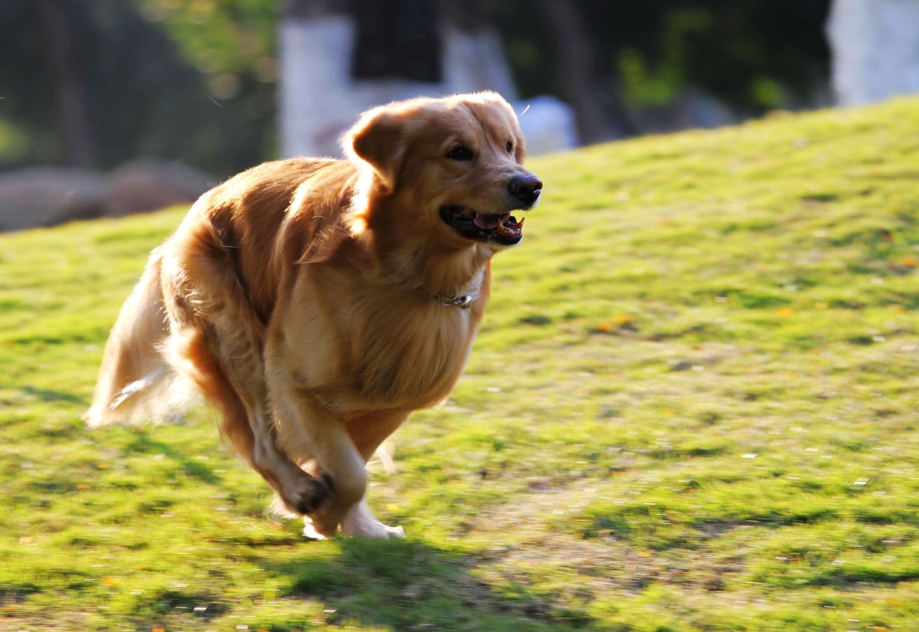 狗狗便秘拉不出來怎麼辦 幼犬便秘嚴重有什麼辦法