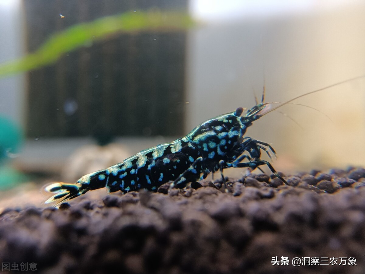 蝦吃什麼東西怎麼養活 傢裡養的觀賞幼蝦喂什麼食物最好