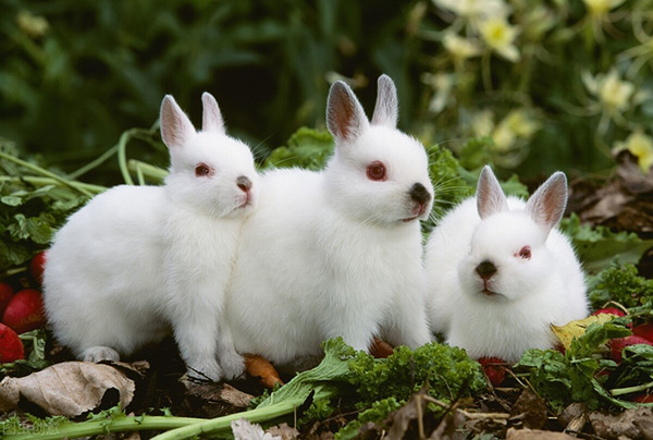 兔子壽命能活多久 傢養寵物兔的壽命一般多少年