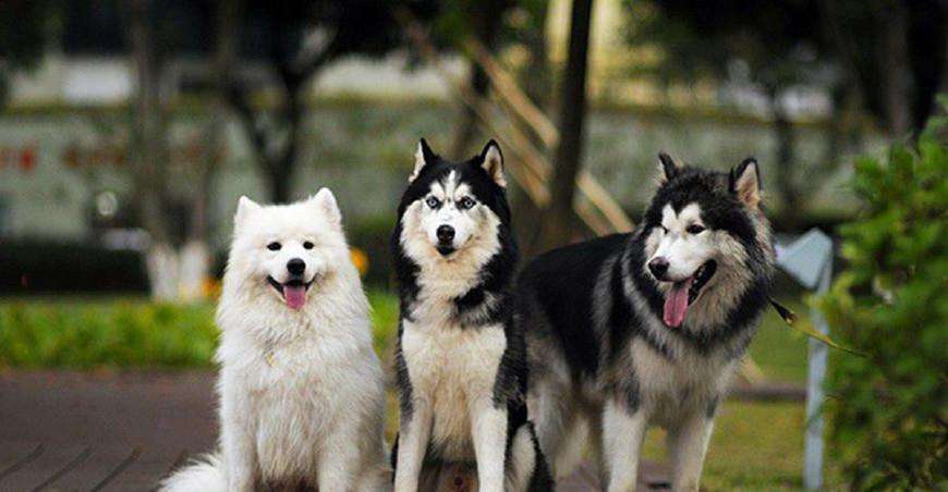 雪橇三傻是哪三種狗組成的 雪橇三傻誰是老大