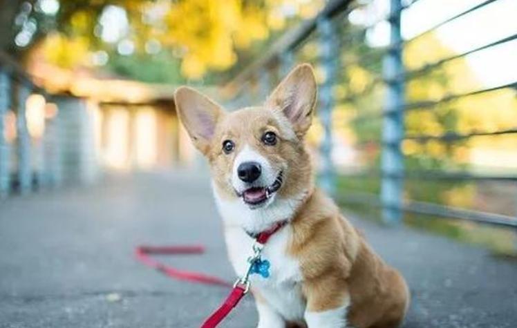 狗狗驅蟲需要註意什麼 幼犬體內外驅蟲需要什麼條件