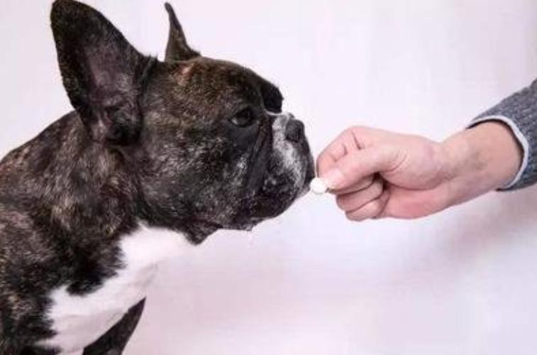 狗狗驅蟲需要註意什麼 幼犬體內外驅蟲需要什麼條件