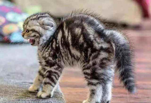 貓弓背什麼意思 兩個月幼貓突然弓背翹尾巴代表什麼