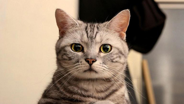 貓咪眼屎多是什麼原因 幼貓眼屎黃粘稠嚴重怎麼解決