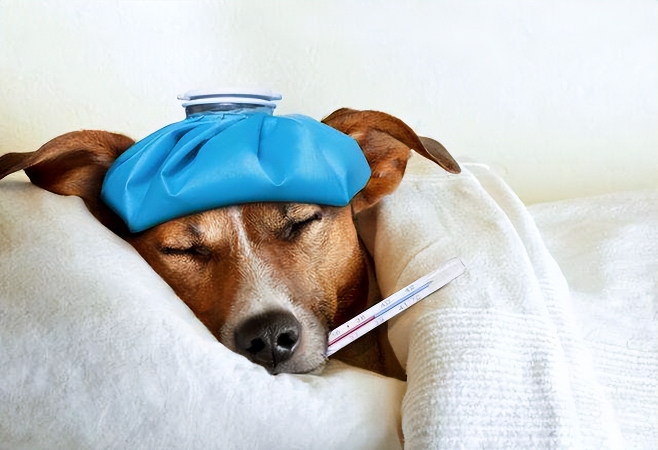 狗狗體溫多少是正常 狗狗體溫39點5度發燒有什麼表現