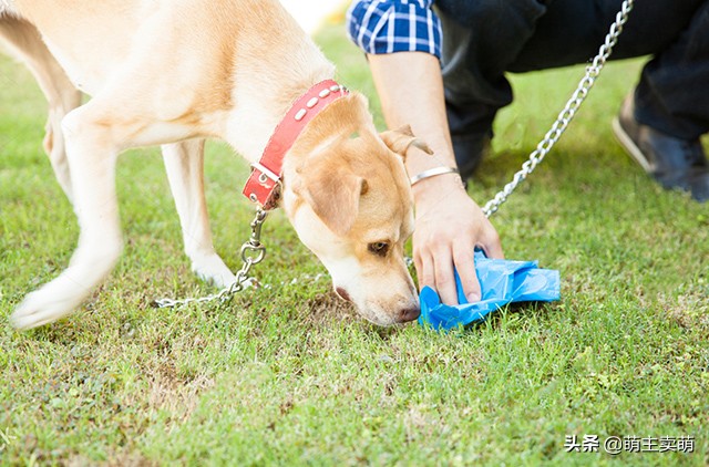 狗狗拉屎太頻繁是因為什麼 幼犬每天排便次數太多怎麼回事