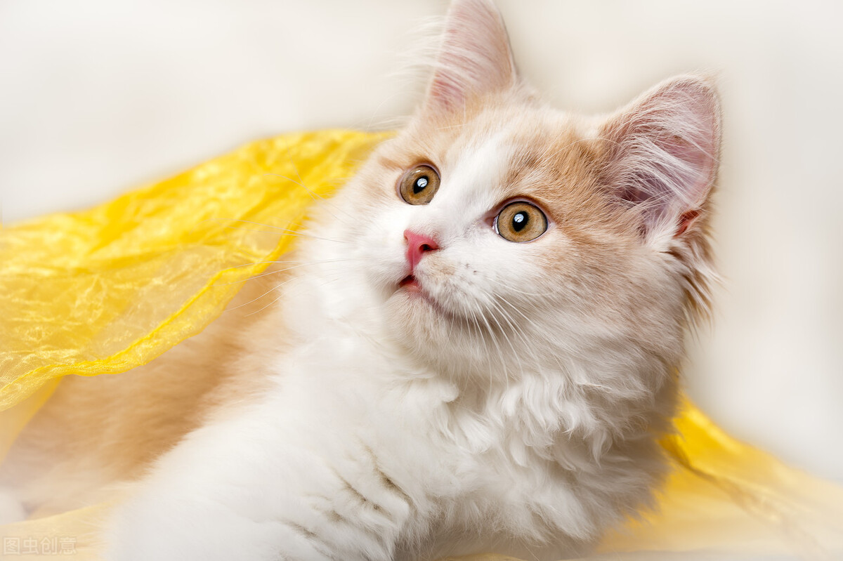 貓癬是什麼原因導致的 小貓起癬嚴重一般多久會好