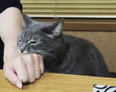貓咪輕輕咬你代表什麼 小貓用爪子輕撓拿頭拱人是什麼表現