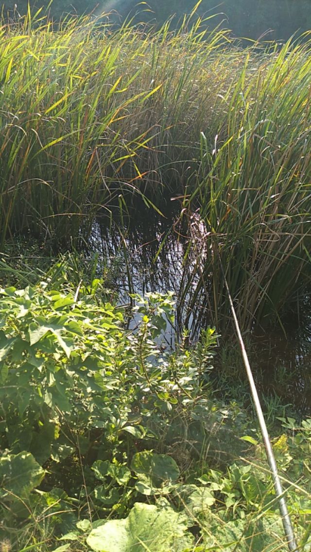 什麼時候釣魚好 開春一天當中釣魚的最佳時間