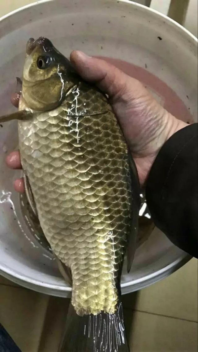 什麼時候釣魚好 開春一天當中釣魚的最佳時間