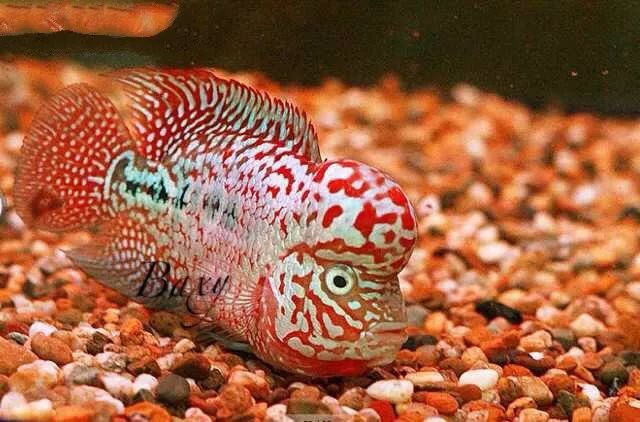 養羅漢魚要多大的缸 羅漢魚最小用多大的缸適合