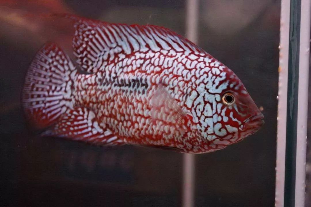 養羅漢魚要多大的缸 羅漢魚最小用多大的缸適合