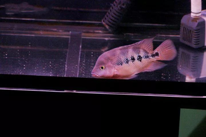 養羅漢魚要多大的缸 羅漢魚最小用多大的缸適合