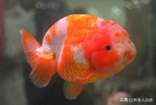 錦鯉能和什麼魚混養 錦鯉適合和什麼魚混養好