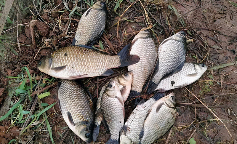 冬季釣魚釣深水還是釣淺水 冬天釣魚釣中間還是邊上 