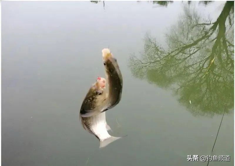 早春釣鯽魚怎麼選釣位 初春野釣鯽魚如何選最佳釣點