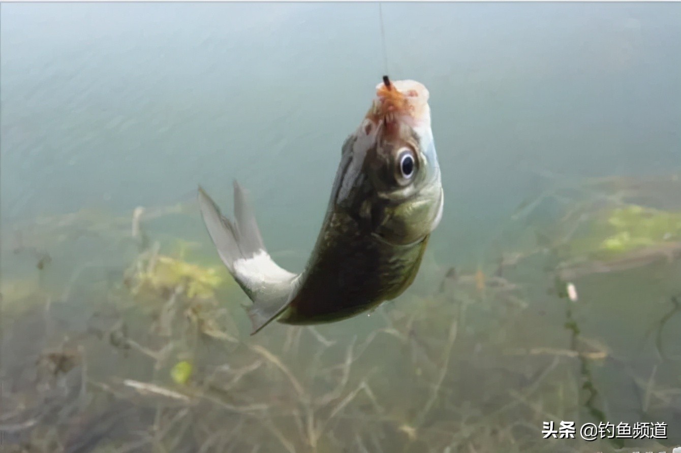 早春釣鯽魚怎麼選釣位 初春野釣鯽魚如何選最佳釣點