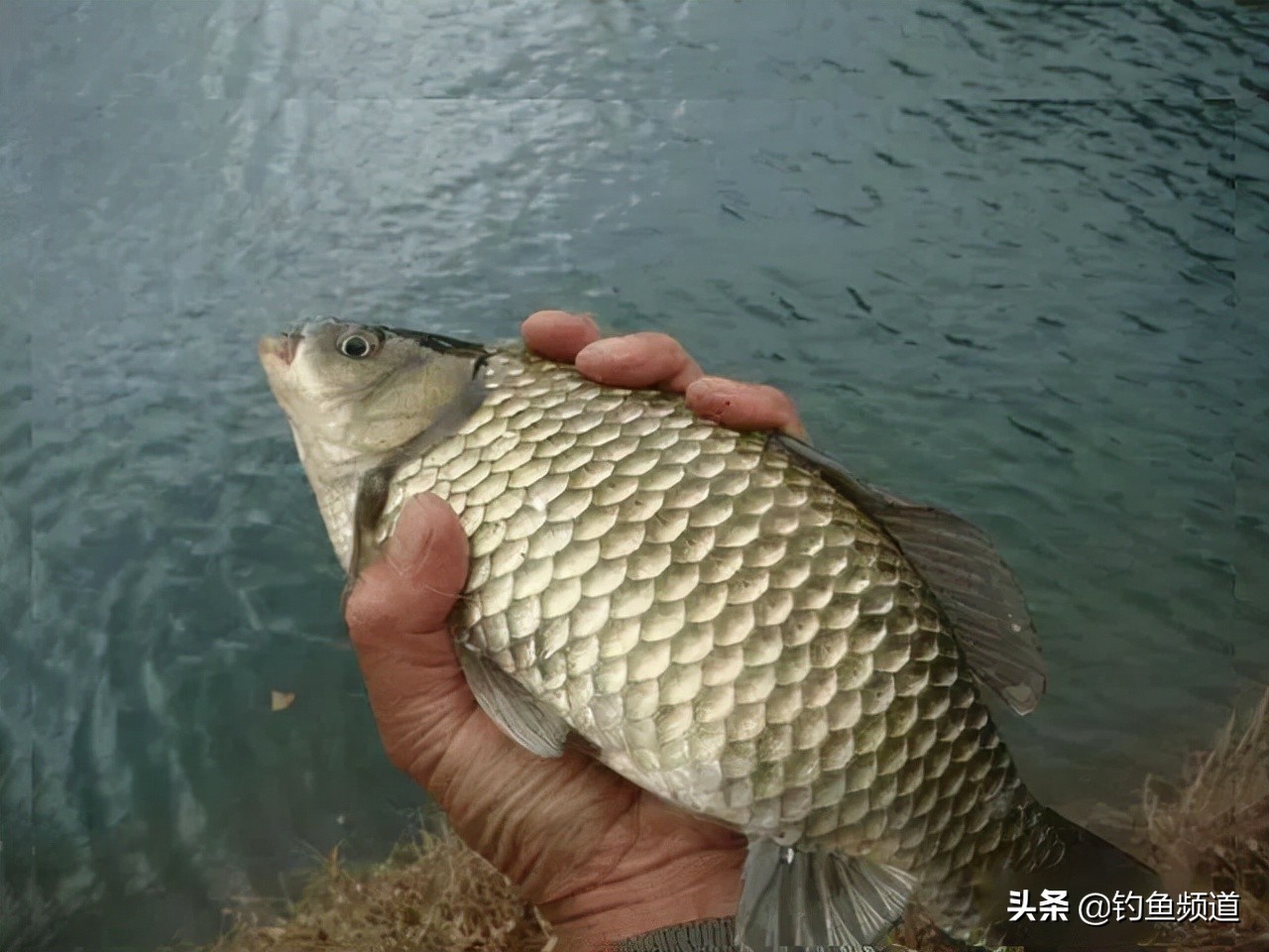 早春釣鯽魚怎麼選釣位 初春野釣鯽魚如何選最佳釣點