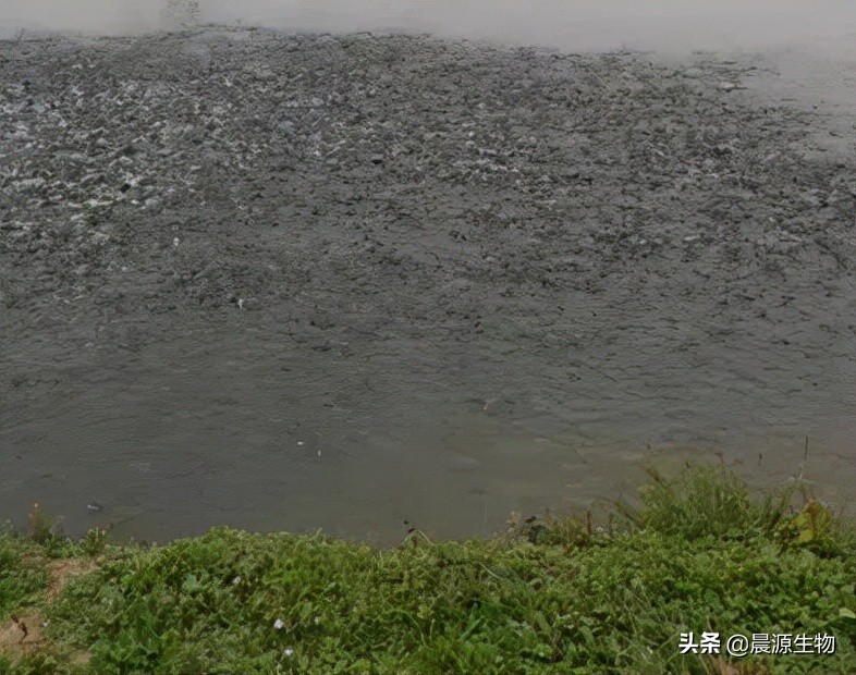 魚塘快速肥水的辦法 魚塘水瘦用什麼肥水效果最快最好