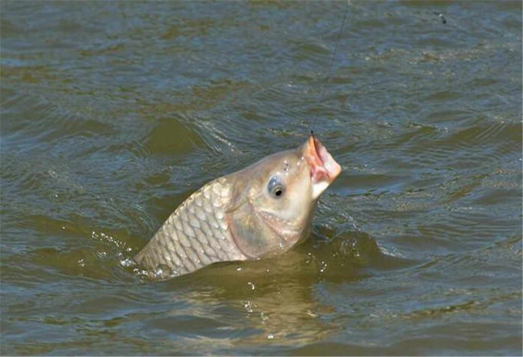 現在釣魚用什麼餌料最好最合適 野釣鯽魚用什麼餌料最好
