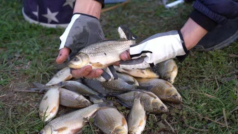 春天釣鯽魚釣深還是淺 春天風大釣鯽魚釣深好還是淺