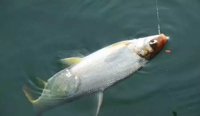 釣黃尾最佳餌料配方 垂釣黃尾鯝用什麼餌料好