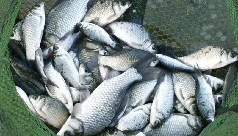 釣黃尾最佳餌料配方 垂釣黃尾鯝用什麼餌料好