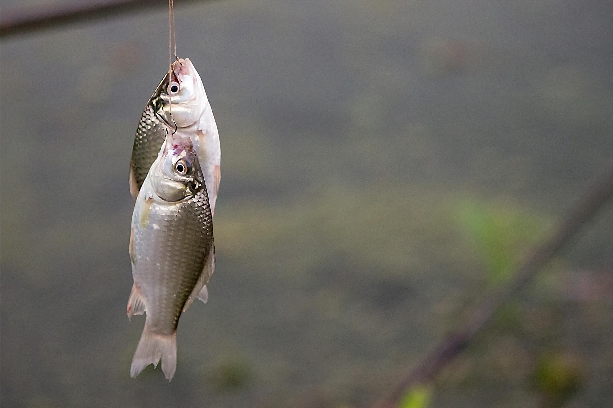 釣鯽魚怎麼調漂 野釣鯽魚調漂最佳方法