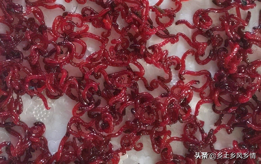 釣魚紅蟲怎麼養 怎麼把釣魚的紅蟲養活