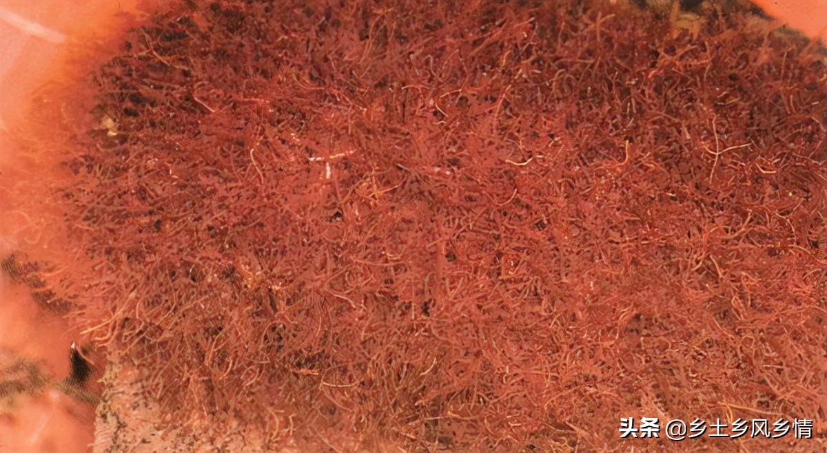 釣魚紅蟲怎麼養 怎麼把釣魚的紅蟲養活