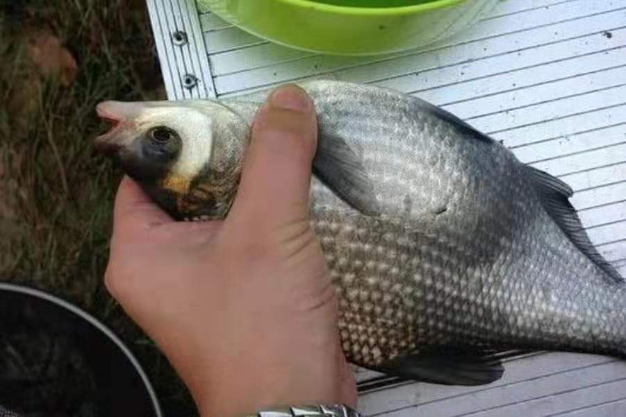 釣鯿魚的方法和技巧 用什麼釣鯿魚最好釣底還是釣浮