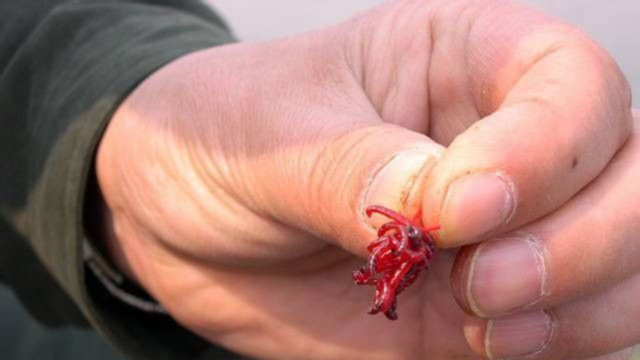 紅蟲餌使用方法  如何用紅蟲做拉餌掛鉤