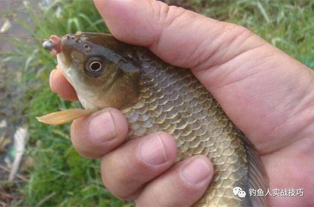 初春釣魚的技巧和方法 早春野釣鯽魚技巧大全