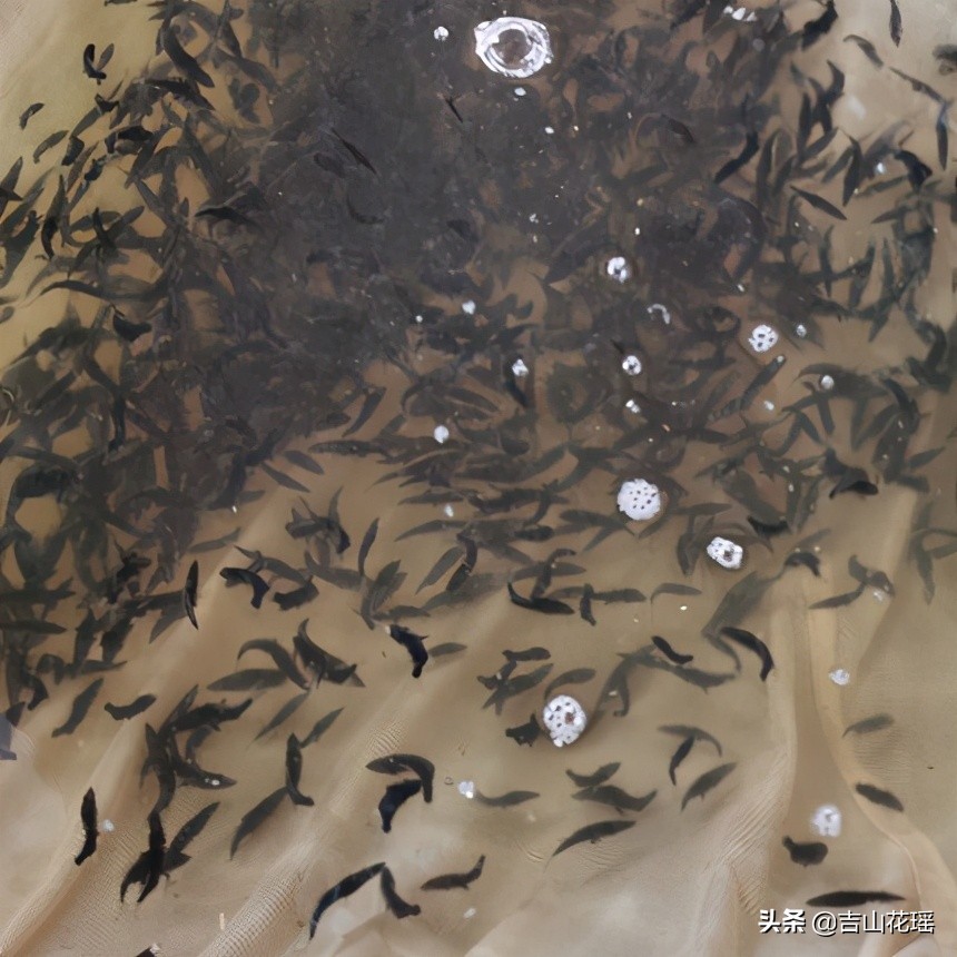 桂魚怎麼養殖每畝養多少尾 一畝池塘可以養多少桂魚