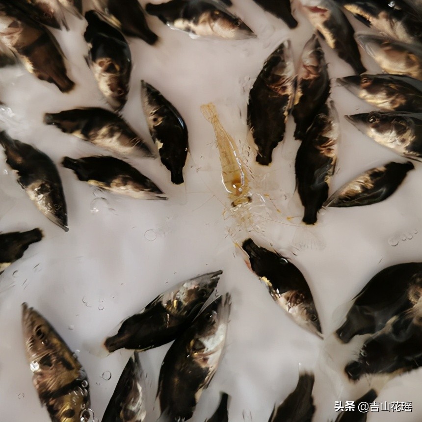 桂魚怎麼養殖每畝養多少尾 一畝池塘可以養多少桂魚