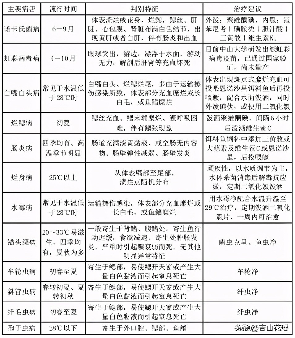 桂魚怎麼養殖每畝養多少尾 一畝池塘可以養多少桂魚
