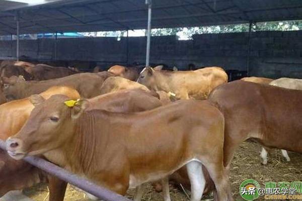 黃牛養殖利潤與成本 養黃牛一隻有多少利潤